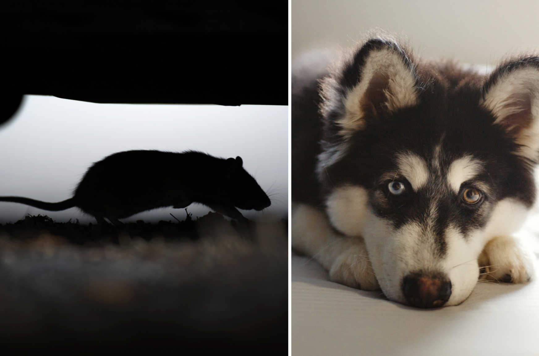 Råttsmitta som angriper hundarnas lever sprids i Sverige. 